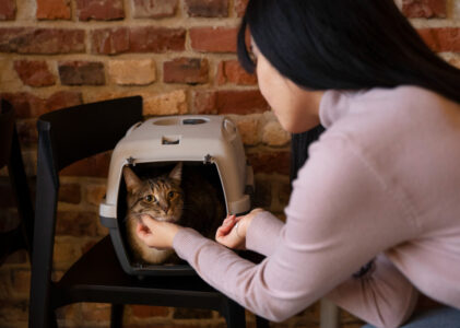 Déménagement: Comment accompagner votre chat à adopter de nouvelles habitudes dans sa nouvelle maison